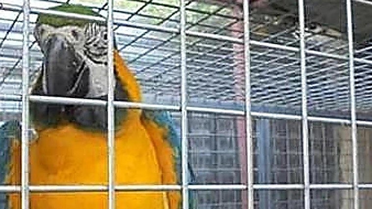 Detenido en Elche por secuestrar a 'Pongo', un loro valorado en 800 euros