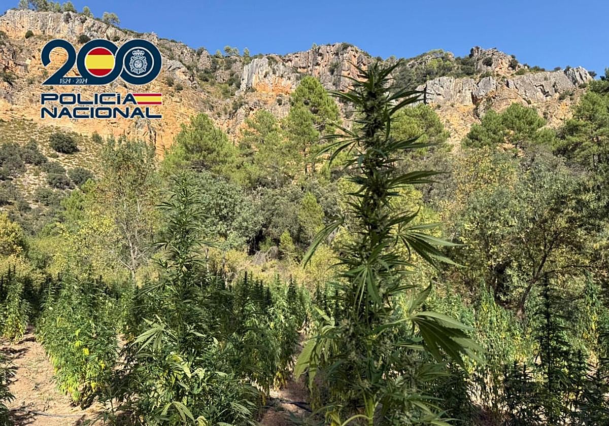 Desmanteladas dos plantaciones de marihuana en zonas de montaña de difícil acceso en Cuenca