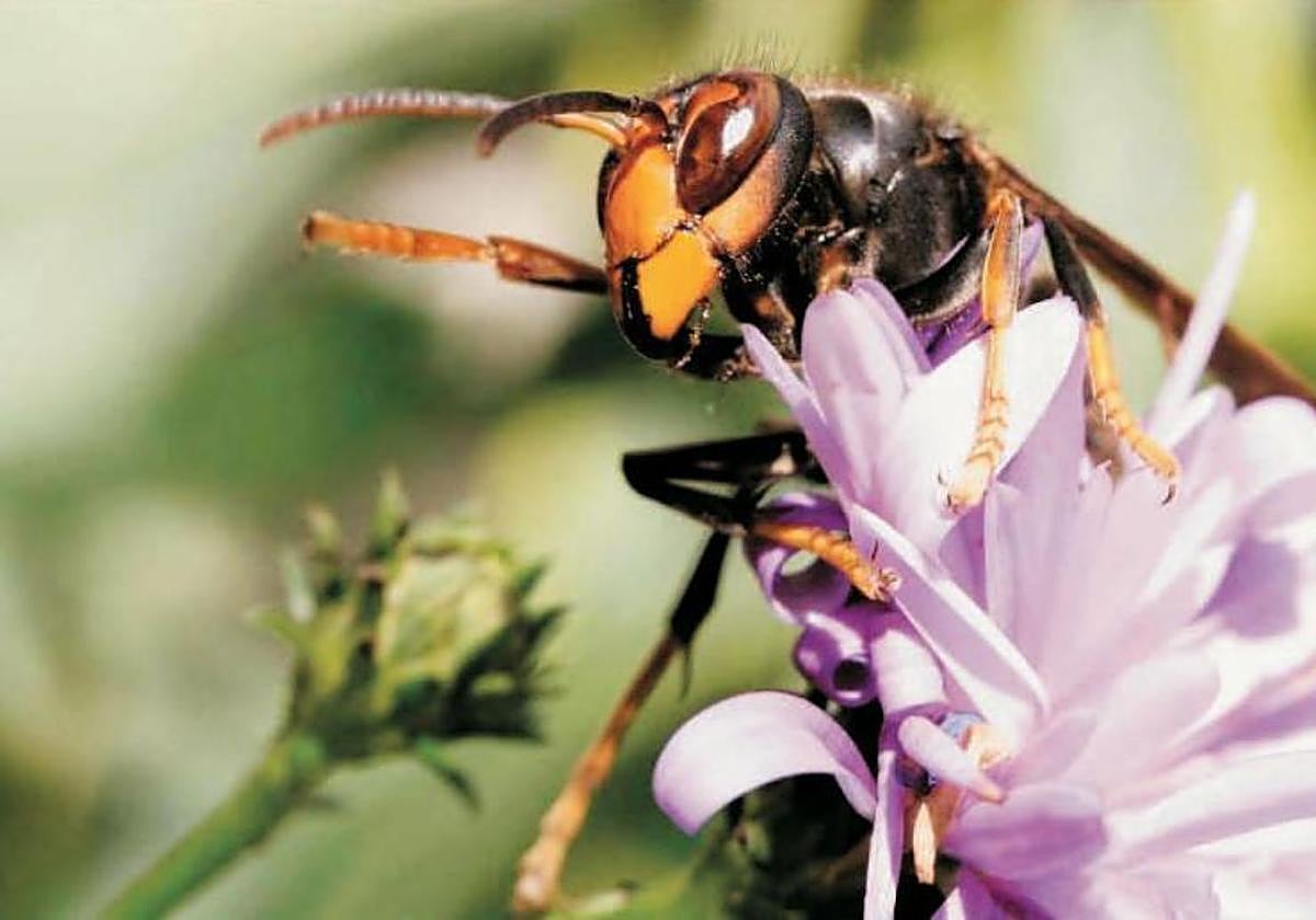 Muere un hombre de 56 años en Ourense atacado por avispas tras tropezar con un nido