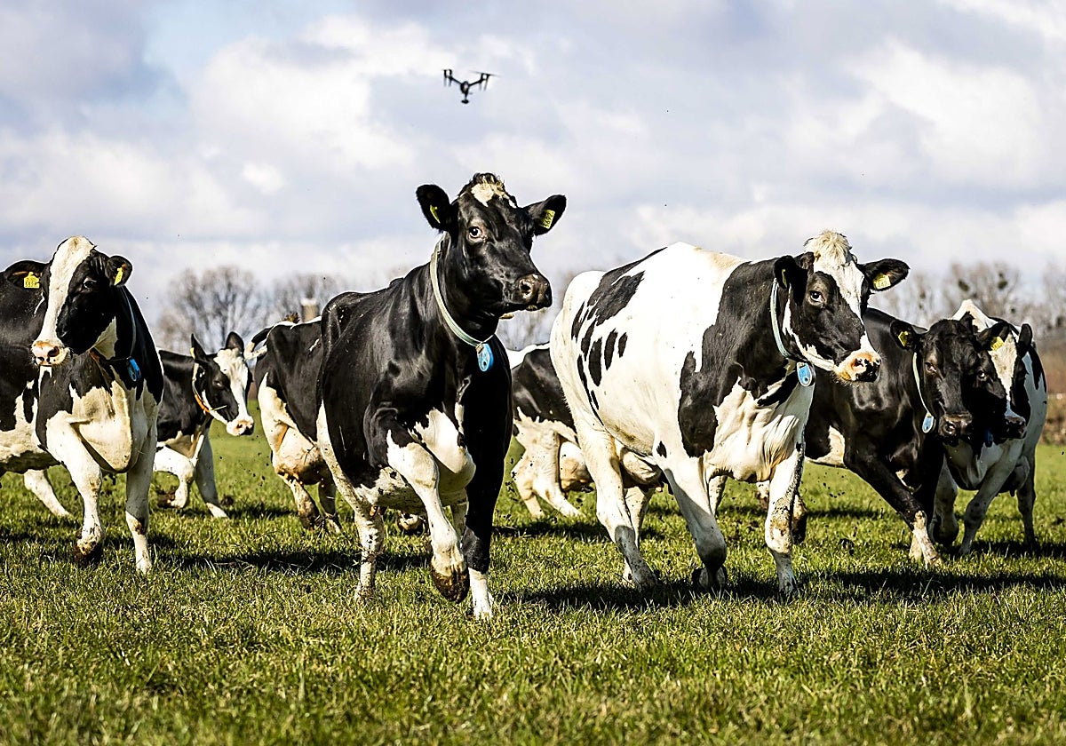 Varias vacas en una granja de los Países Bajos.