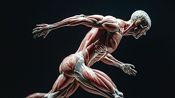 Así debes entrenar la fascia, el tejido que sostiene todo tu cuerpo