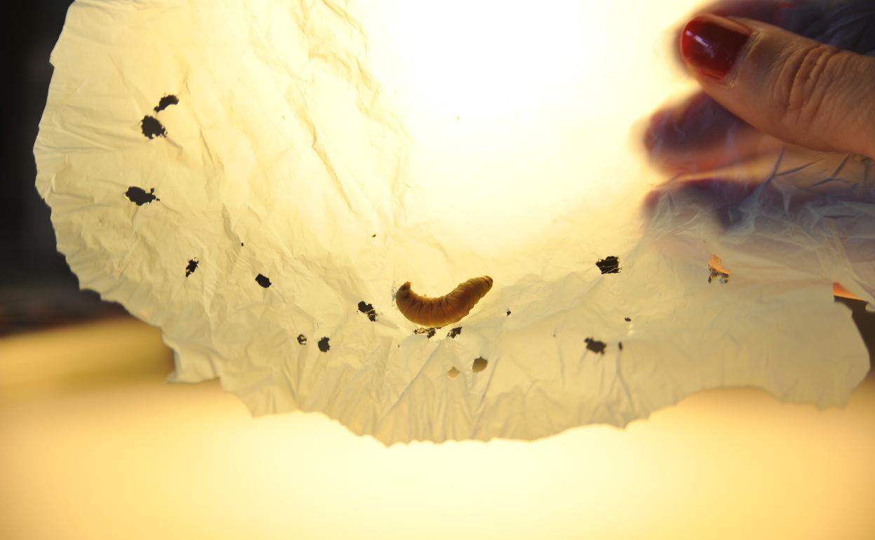 Un gusano de la cera. 