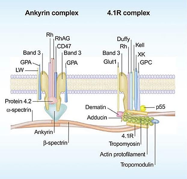 Imagen de la organización espacial de las proteínas implicadas en la elasticidad de la membrana plasmática del eritrocito (tomada del artículo de Mohandas y col. en J. Clin. Invest., doi: 10.1172/JCI109888)
