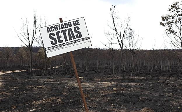 Imagen principal - Consecuencias de los incendios forestales: «Sale más barato prevenir que extinguir»