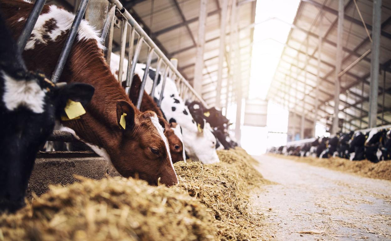 Explotación de vacuno de leche. 