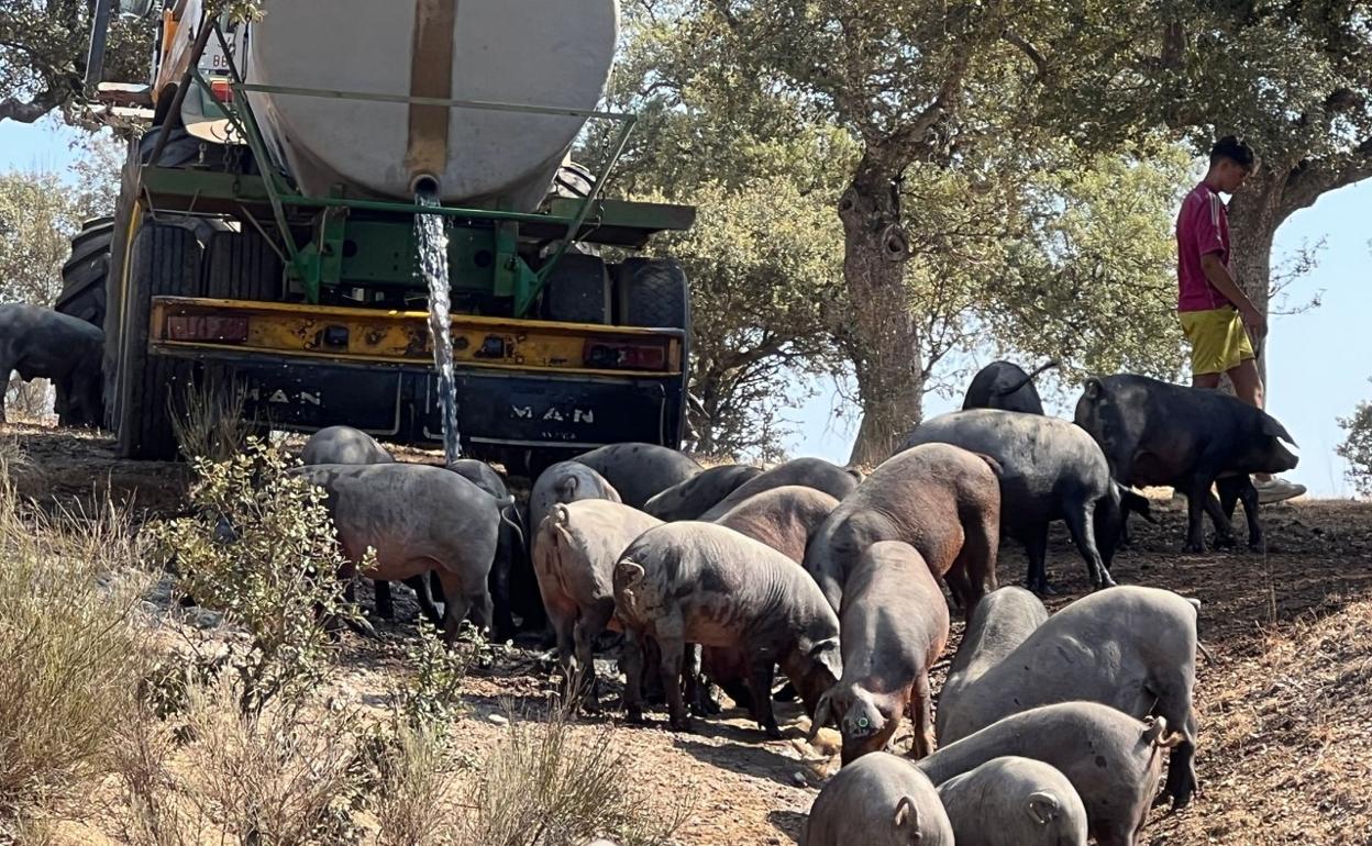 Un ganadero salmantino aportaba agua a sus cerdos este pasado fin de semana, ya que las charcas se han secado. 
