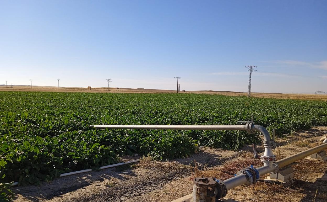Remolacha en San Esteban de Zapardiel, Ávila. 