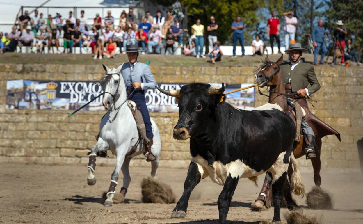 Imagen de la prueba más vistosa, la del apartado de la vaca. 