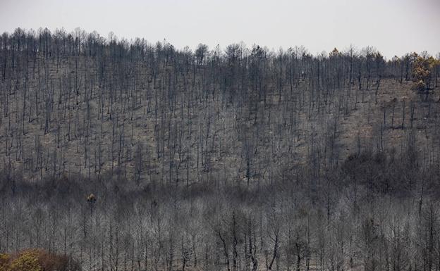 La fuerte disputa por los árboles quemados de Monsagro dispara el precio de la madera