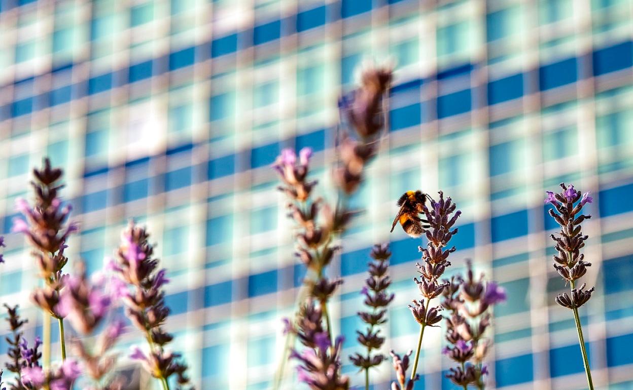 'Polinizando Salud', rimer premio en adultos. 