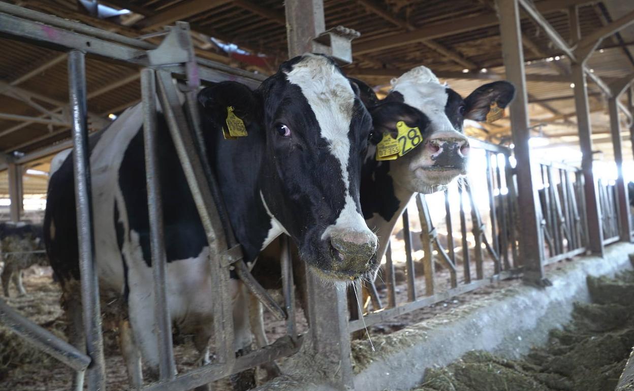 Explotación de vacuno de leche. 