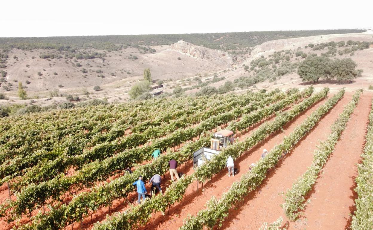 Los vendimiadores recogen la uva en Fuentenebro. 