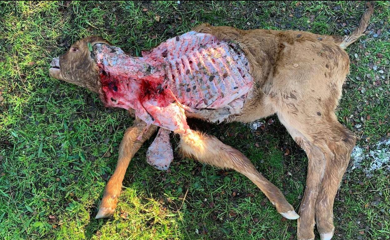 Ternero de un mes, muerto por el ataque de un lobo. 