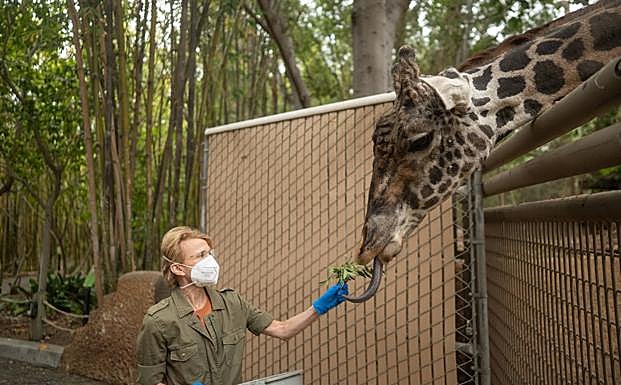 Barbara Natterson-Horowitz alimenta a una jirafa.