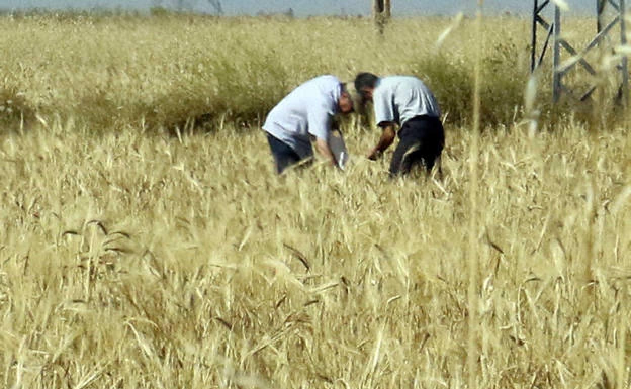 3,6 millones de euros para la concentración parcelaria en Lumbrales