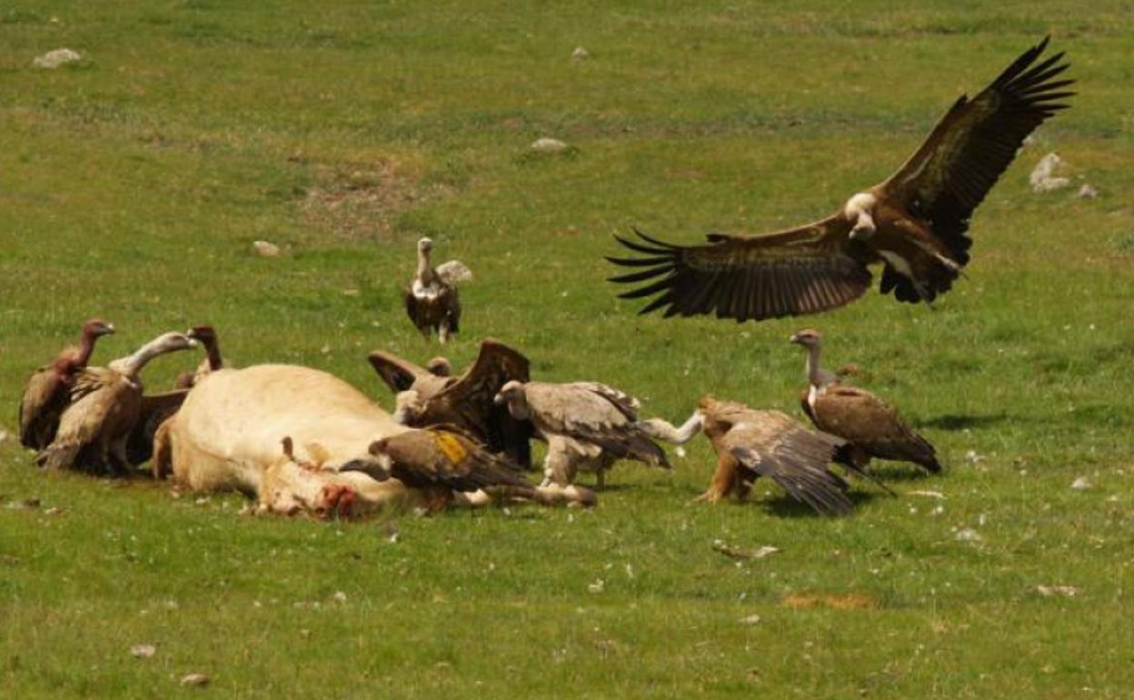 Un grupo de buitres atacando a una vaca en la Sierra de Ávila.