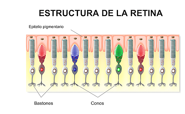 Estructura de la retina.