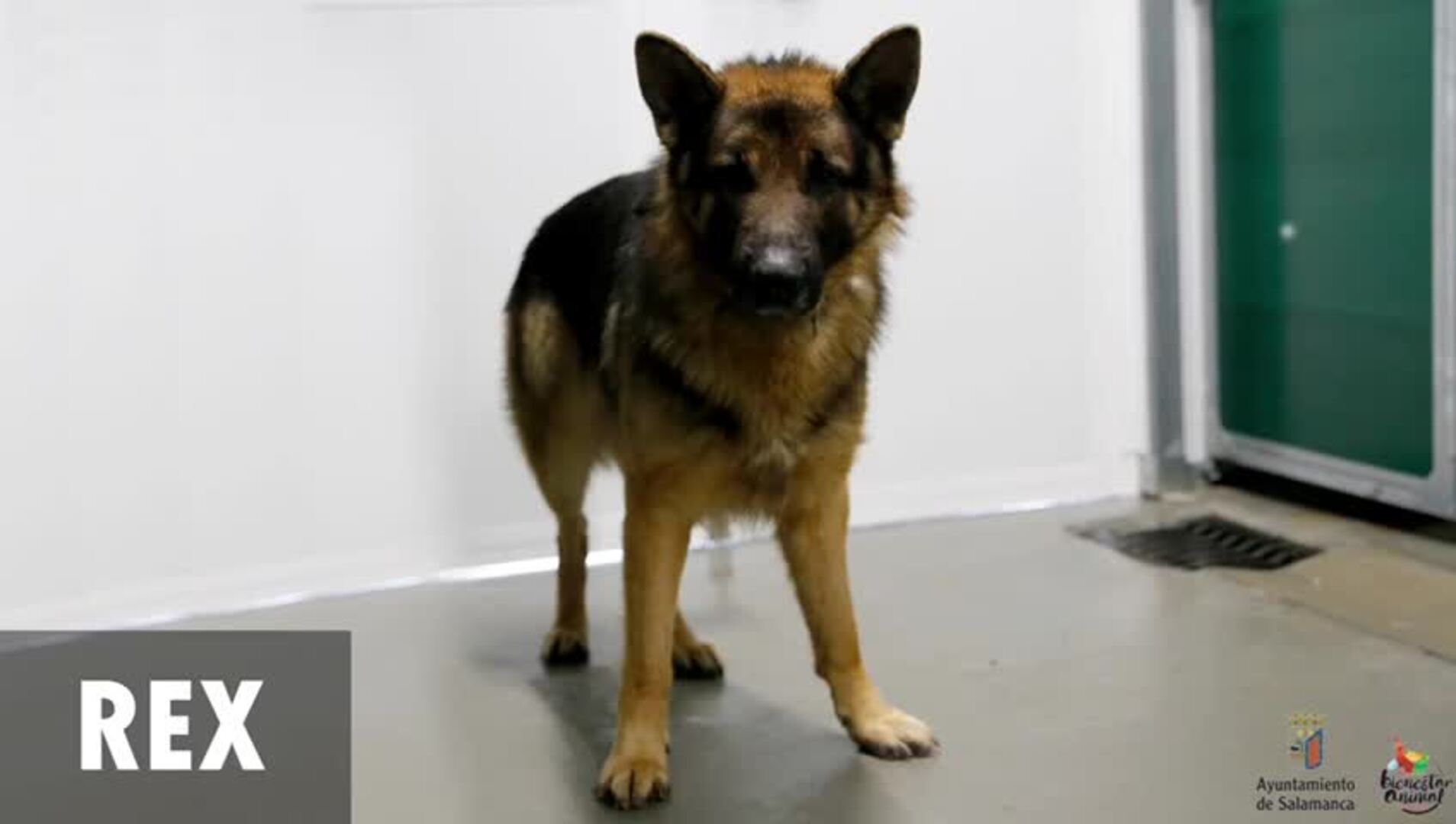 El Ayuntamiento de Salamanca inicia una campaña de adopción responsable de mascotas