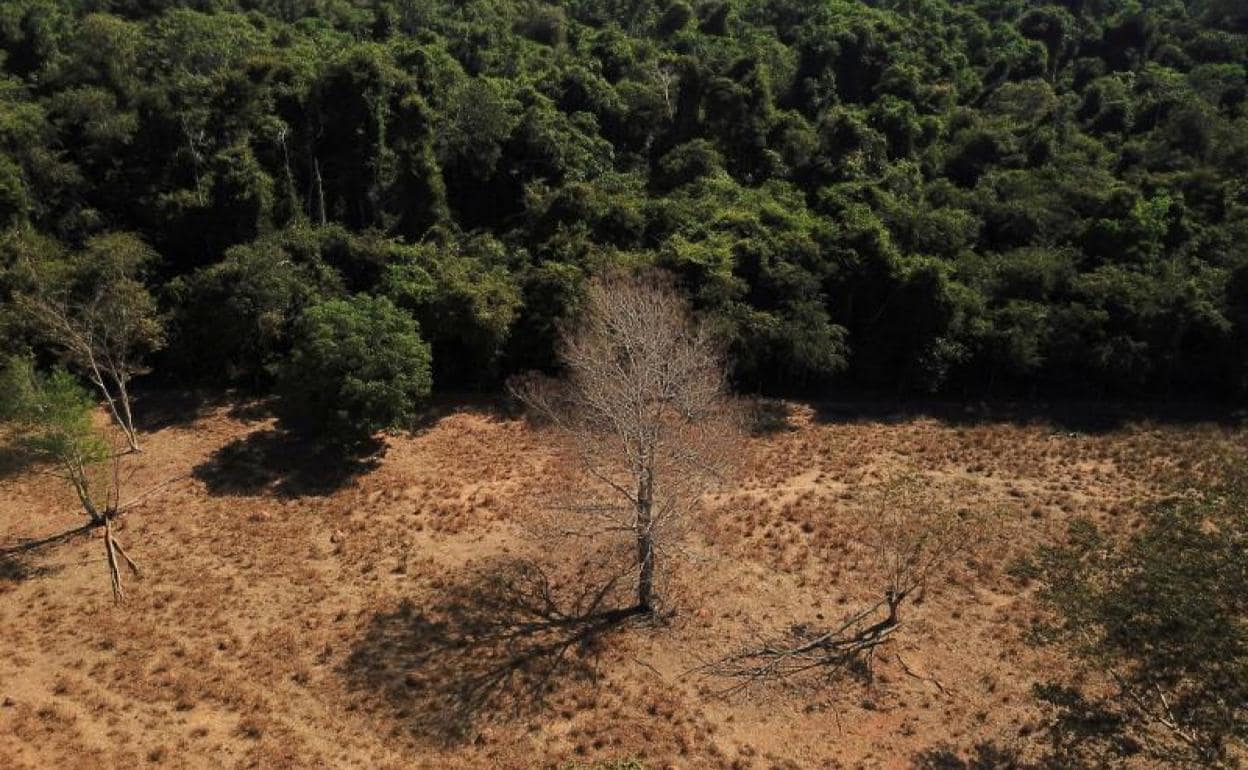 Científicos de la Universidad Estatal de Mato Grosso identifican indicios de cambio climático en la frontera entre la Amazonia y el Cerrado.