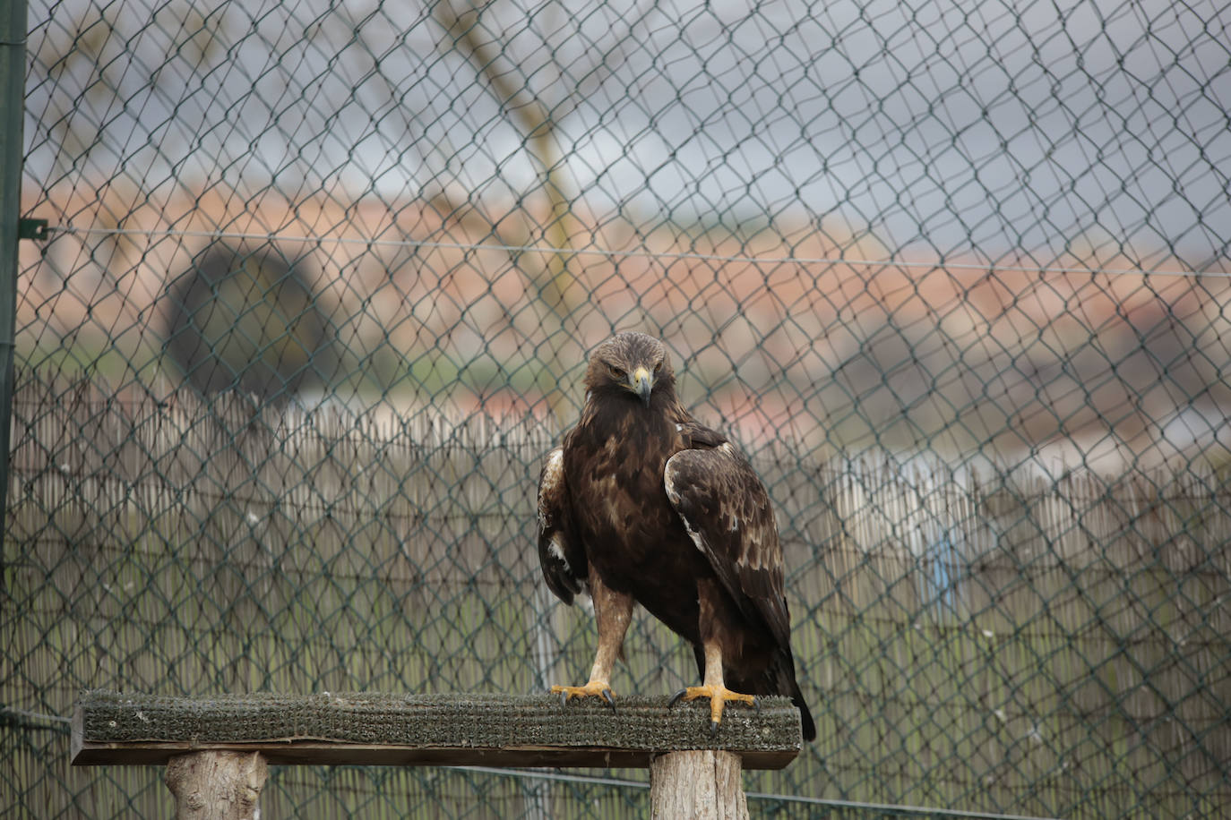 Fotos: Centro de recuperación de aves de Lorenzo Milani