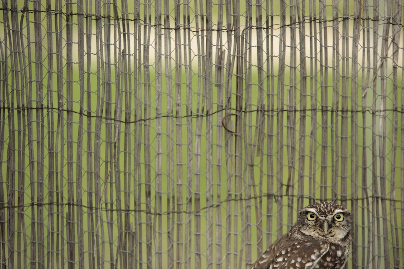 Fotos: Centro de recuperación de aves de Lorenzo Milani