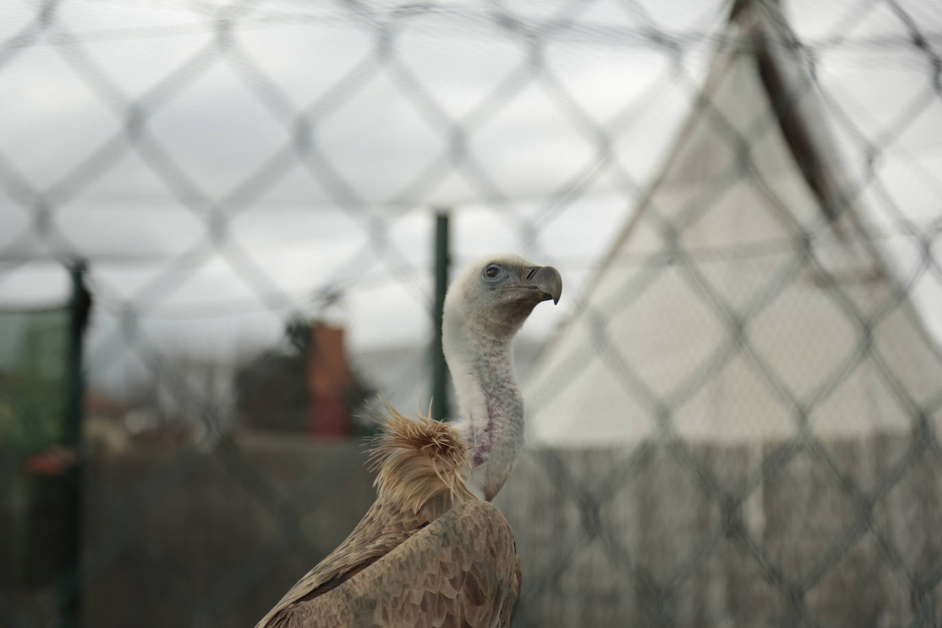 Fotos: Centro de recuperación de aves de Lorenzo Milani