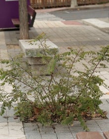 Imagen secundaria 2 - Aunque el Barrio Blanco está siendo objeto de mejoras, los vecinos insisten en que quedan muchas plazas duras a las que se les puede dar más comodidad y que es nececesario cuidar más las zonas verdes 