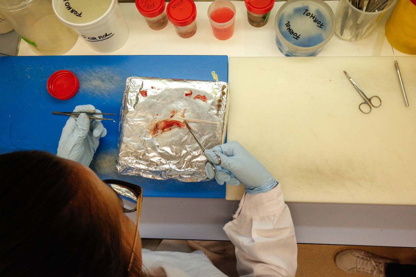 Investigadora del Centro de Investigación del Cáncer del CSIC.