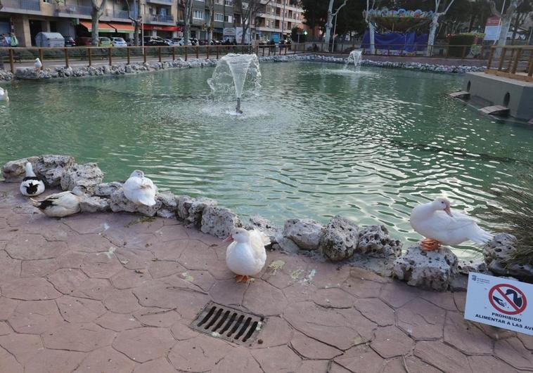 Los icónicos patos del parque de La Alamedilla ya han vuelto a su estanque.