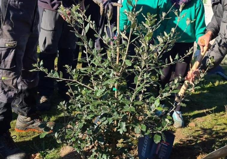 Salamanca extiende su infraestructura verde con la plantación de casi 200 olmos
