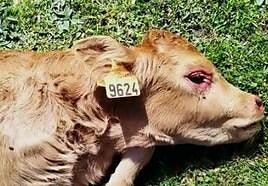 Imagen del ternero atacado.