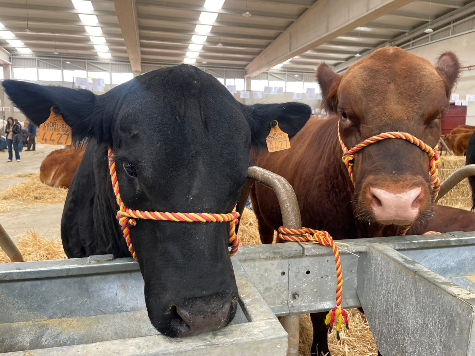 Imagen principal - El Salón del Vacuno reúne en Salamanca 250 cabezas de ganado de seis razas diferentes