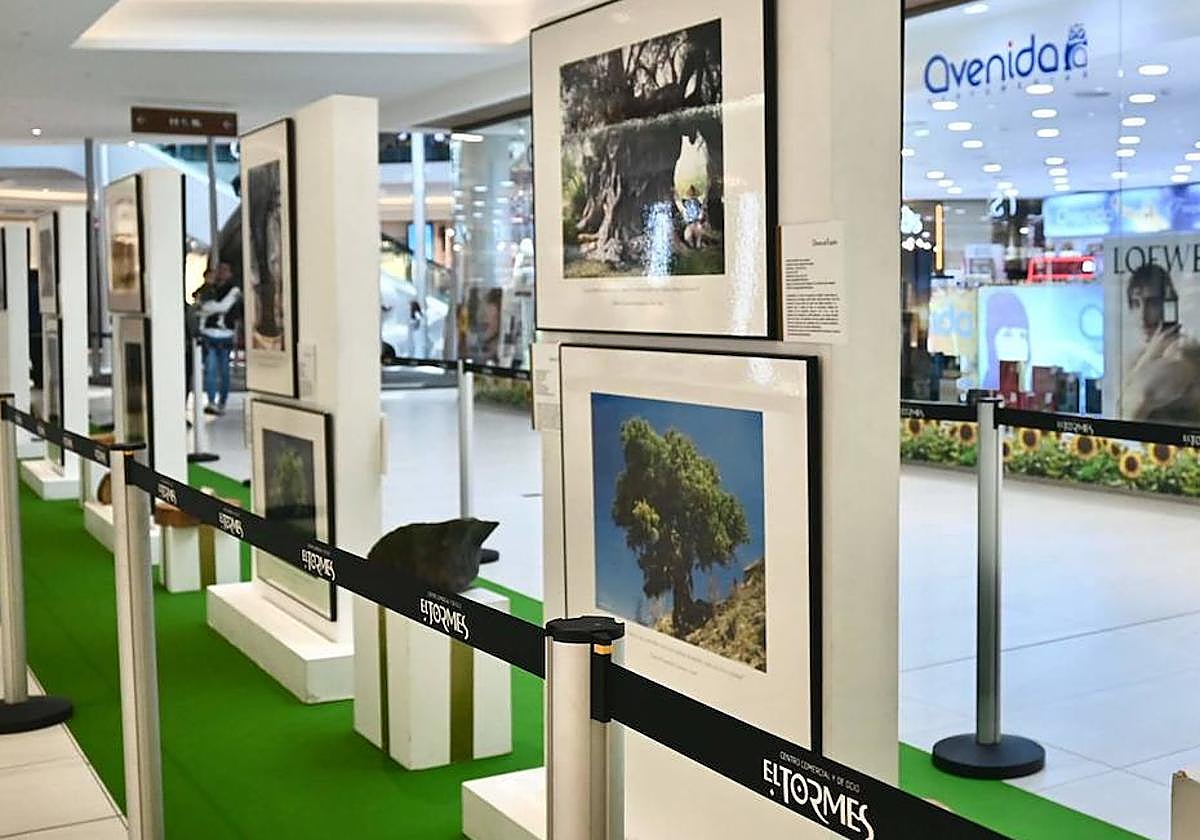 El Tormes inaugura la exposición fotográfica 'Los Reyes de Bosque'