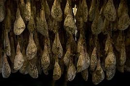 Jamones ibéricos de Guijuelo secándose en las instalaciones de una empresa chacinera.