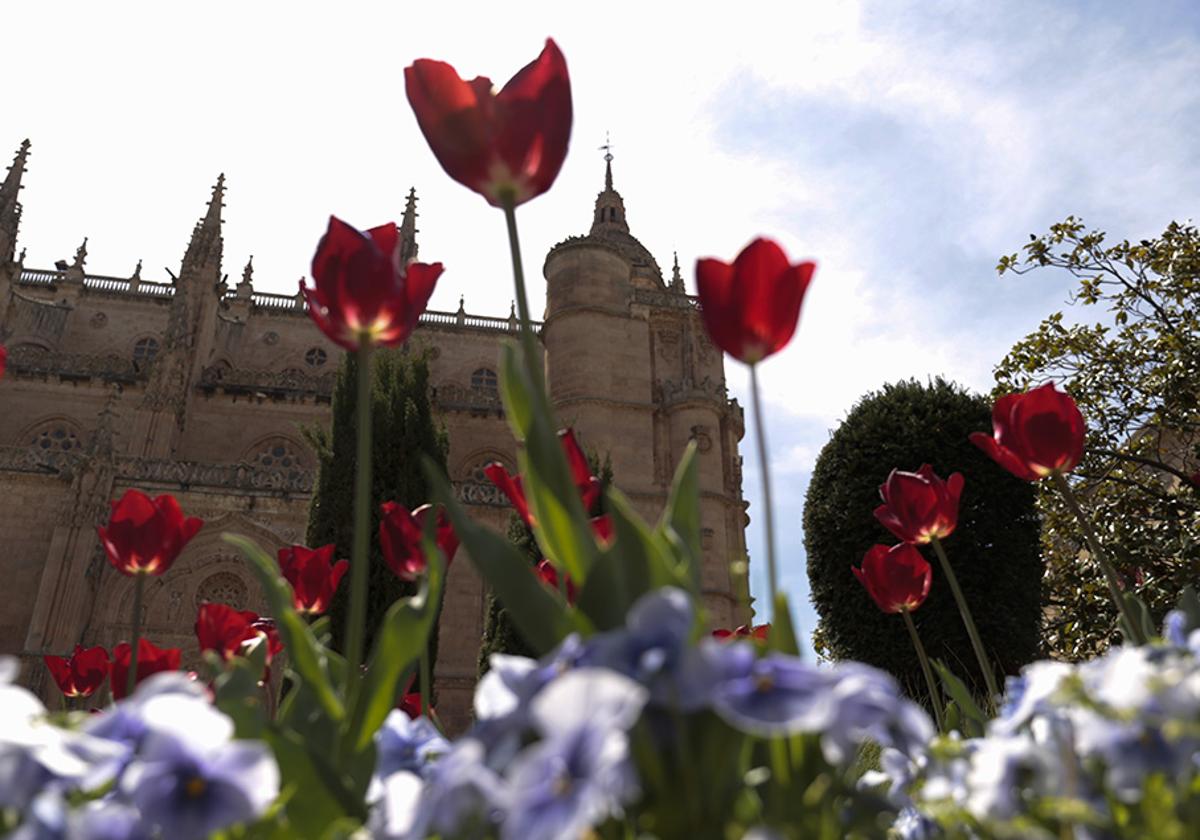 Bella imagen de la Catedral.