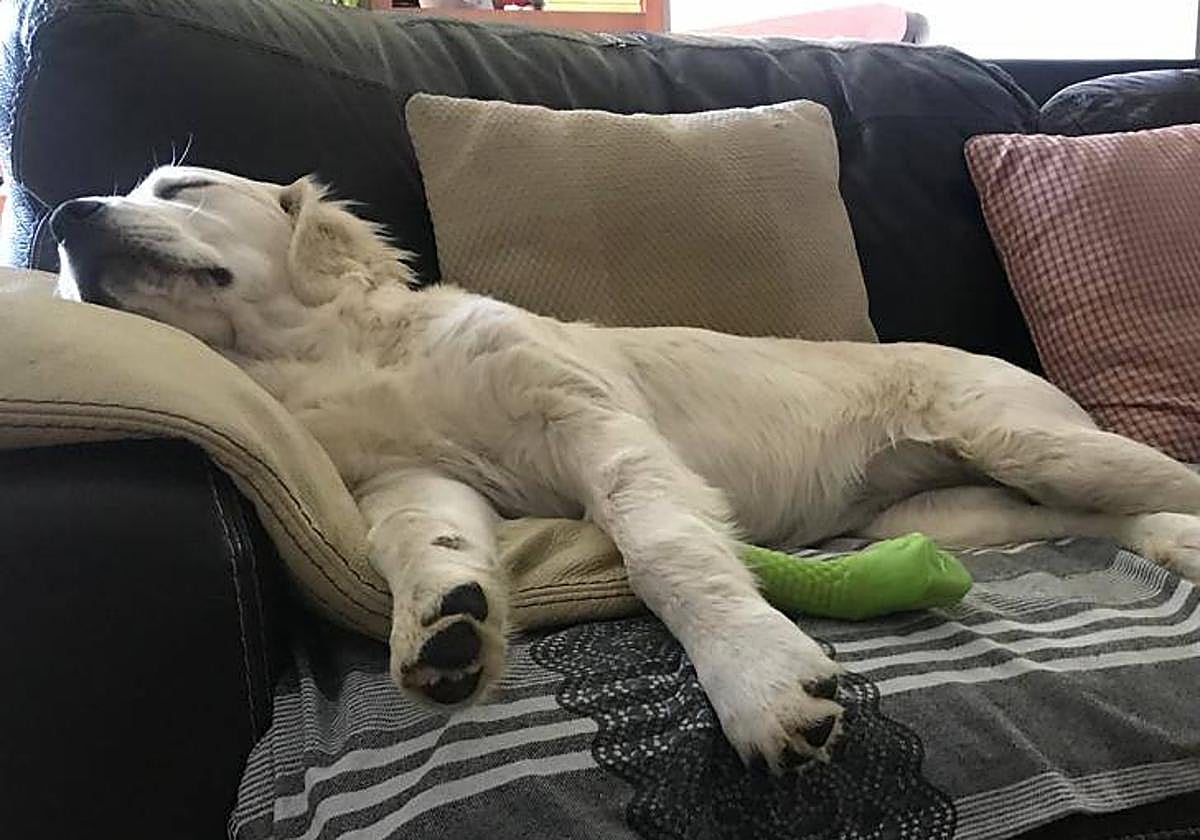 Imagen de archivo de un perro en casa.