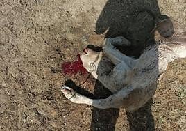 Ataque a un ternero de los buitres.