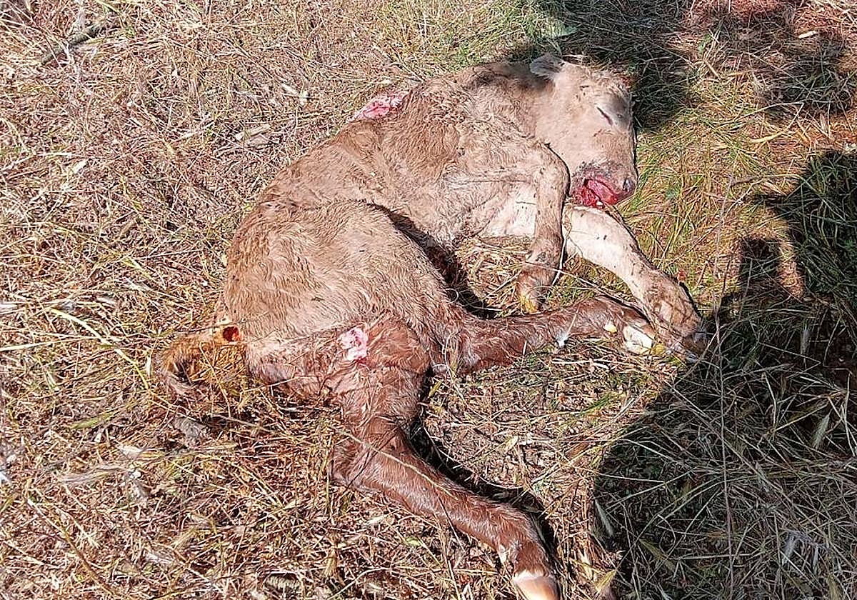 El ternero muerto de Bañobárez.