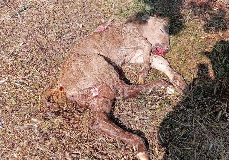 Otro ternero muerto por los buitres, ahora en Bañobárez