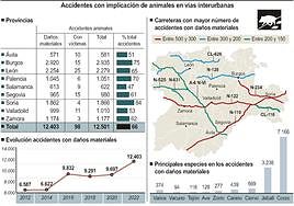 Las carreteras de Salamanca superan la cifra récord de 600 accidentes con animales