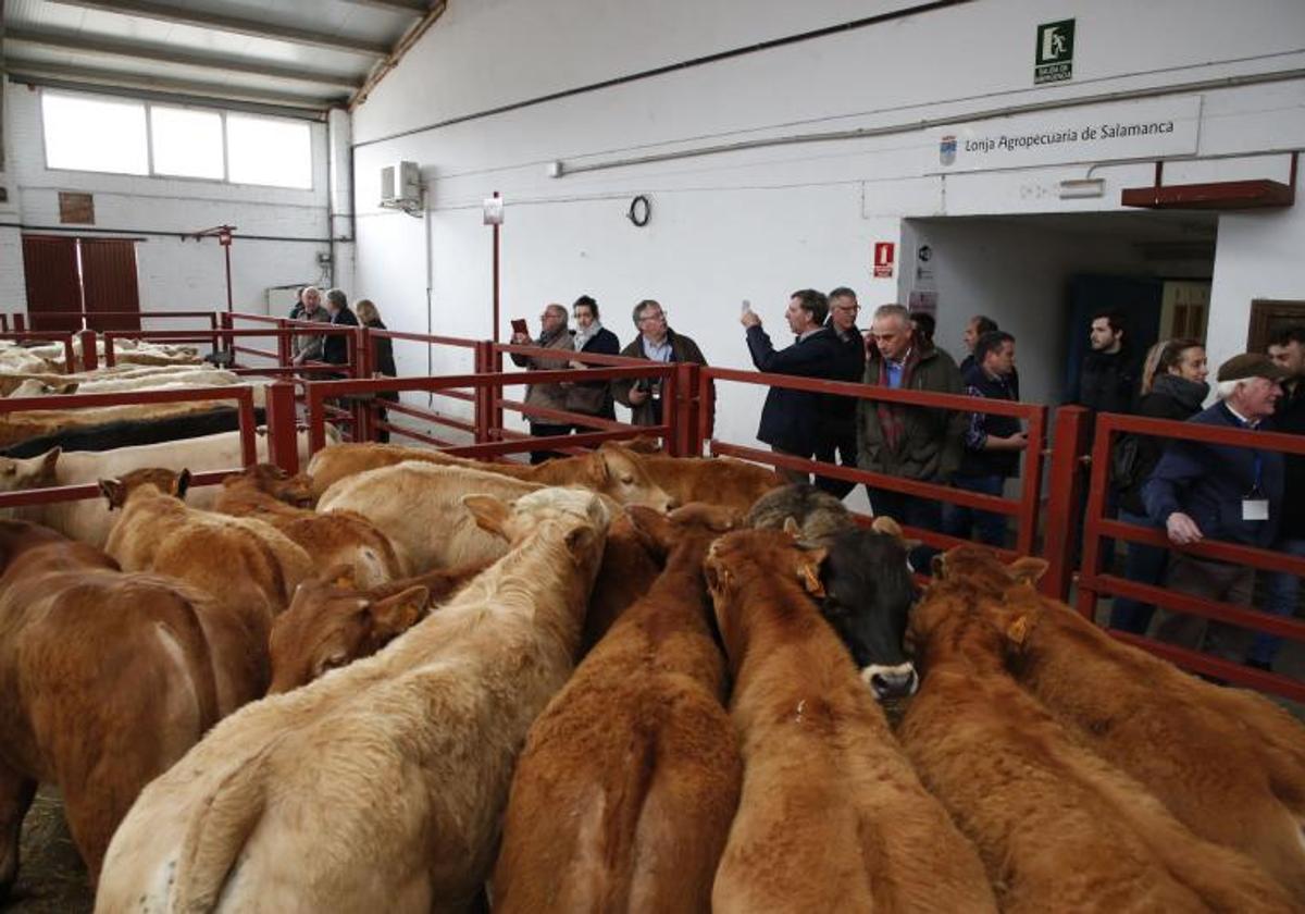 Varias personas visitan el mercado de ganado de Salamanca.