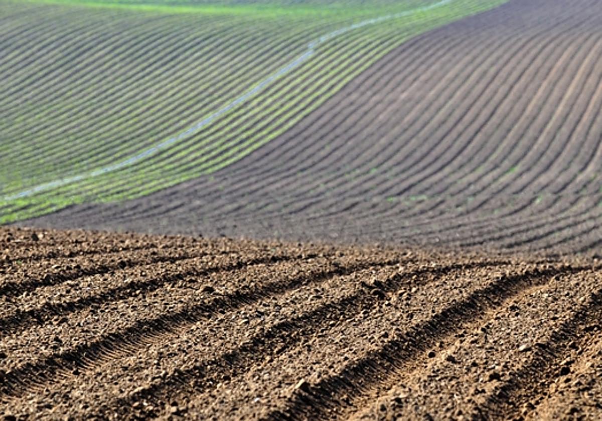 Superficie de cultivo.