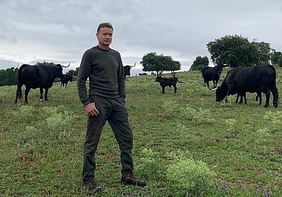El ganadero salmantino, Ángel Calderero, junto a un lote de vacas moruchas en su explotación de Aldea del Obispo.