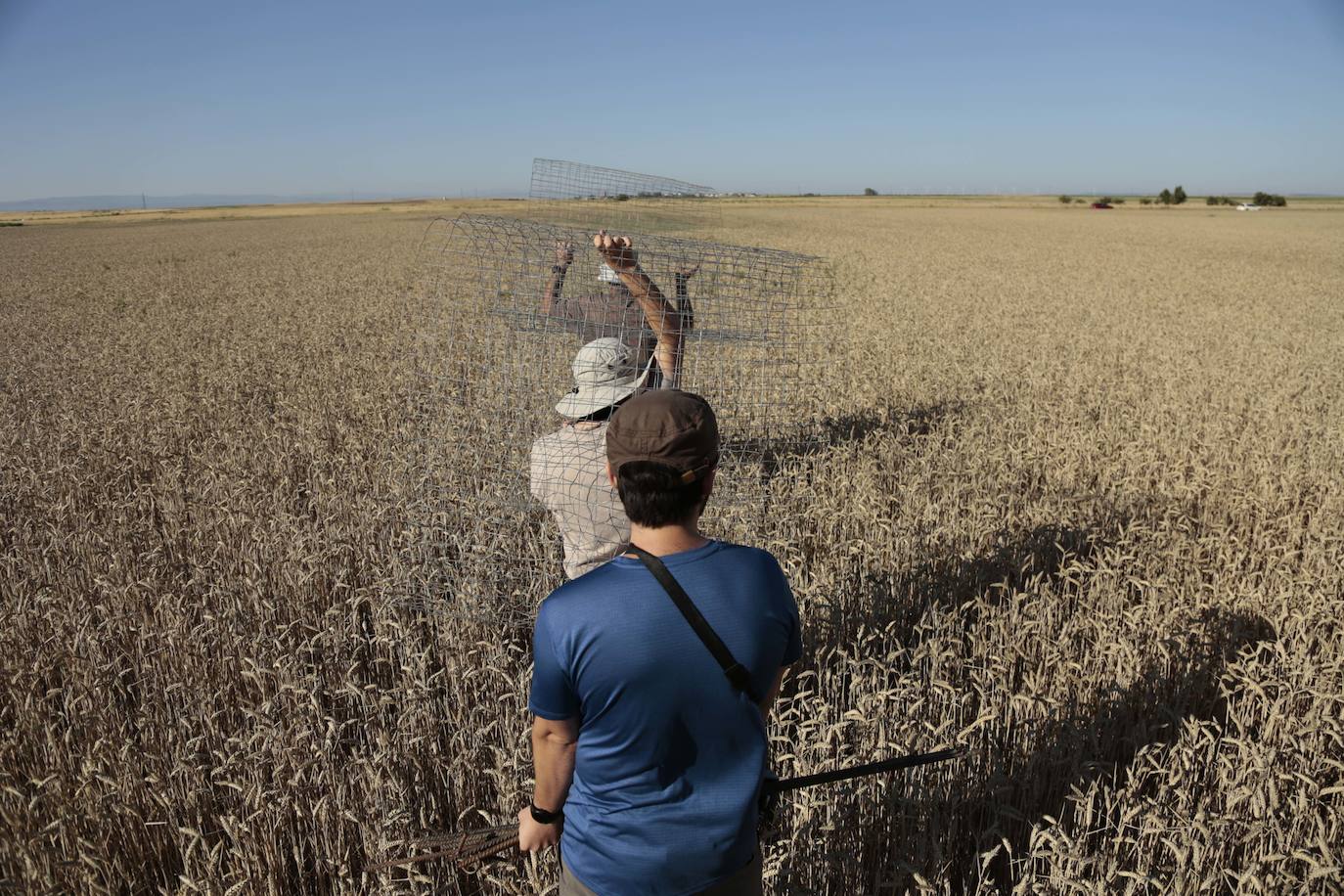 Los nidos y pollos de aguiluchos protegidos por voluntarios