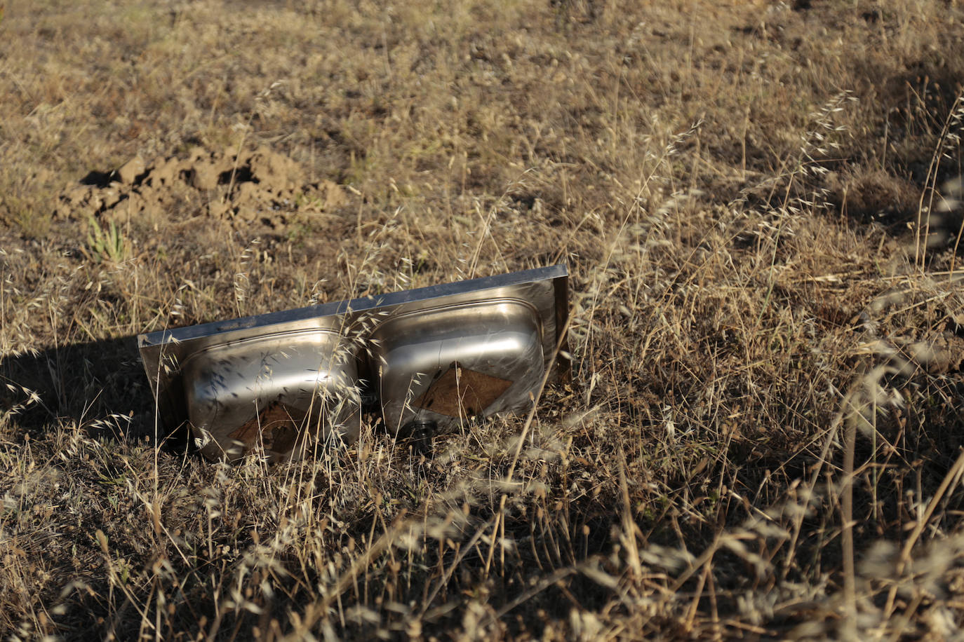 Al rescate de los árboles de El Zurguén