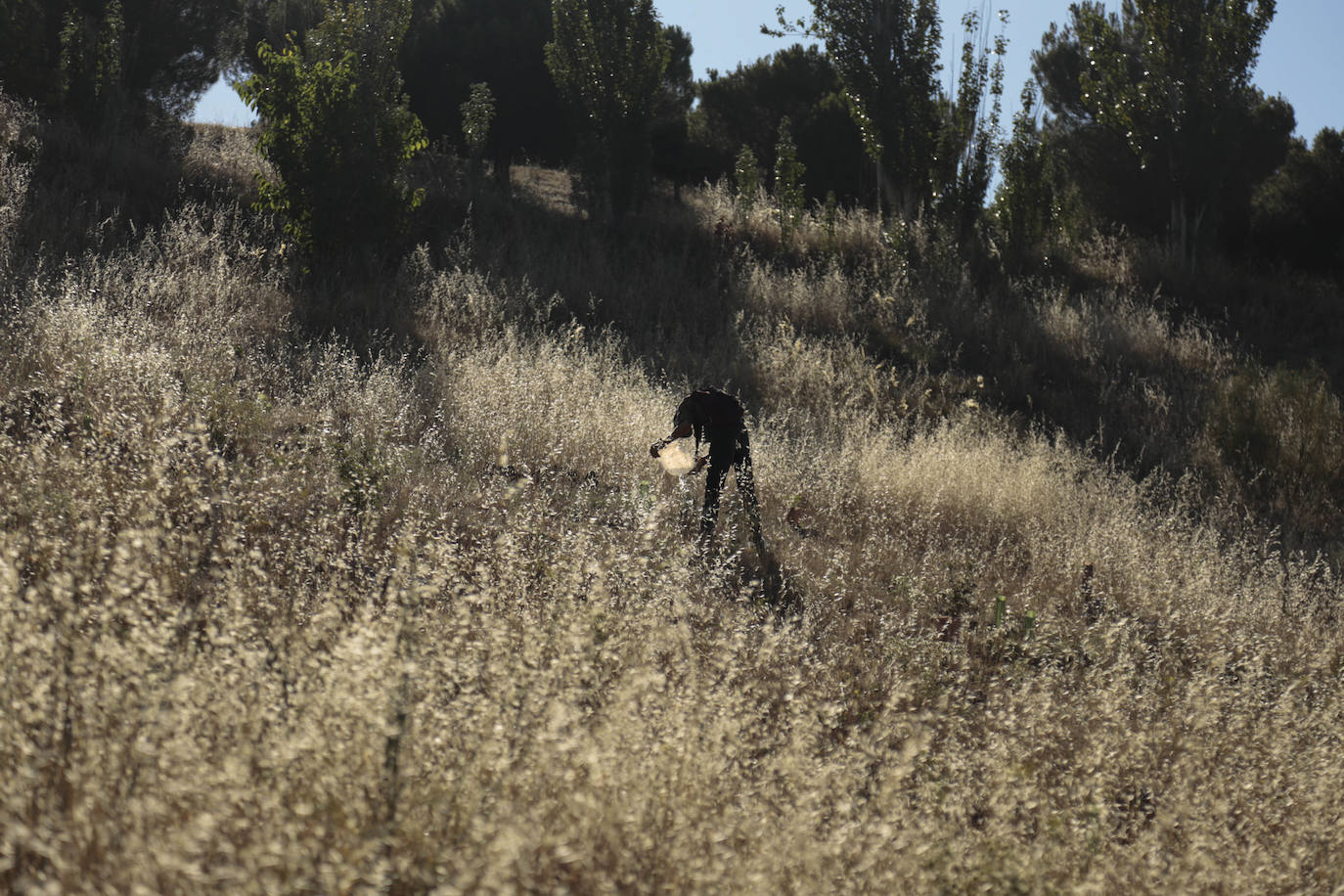 Al rescate de los árboles de El Zurguén