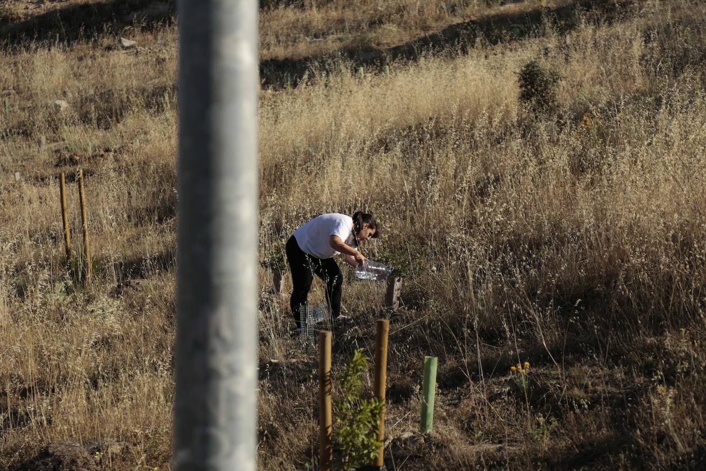 Al rescate de los árboles de El Zurguén