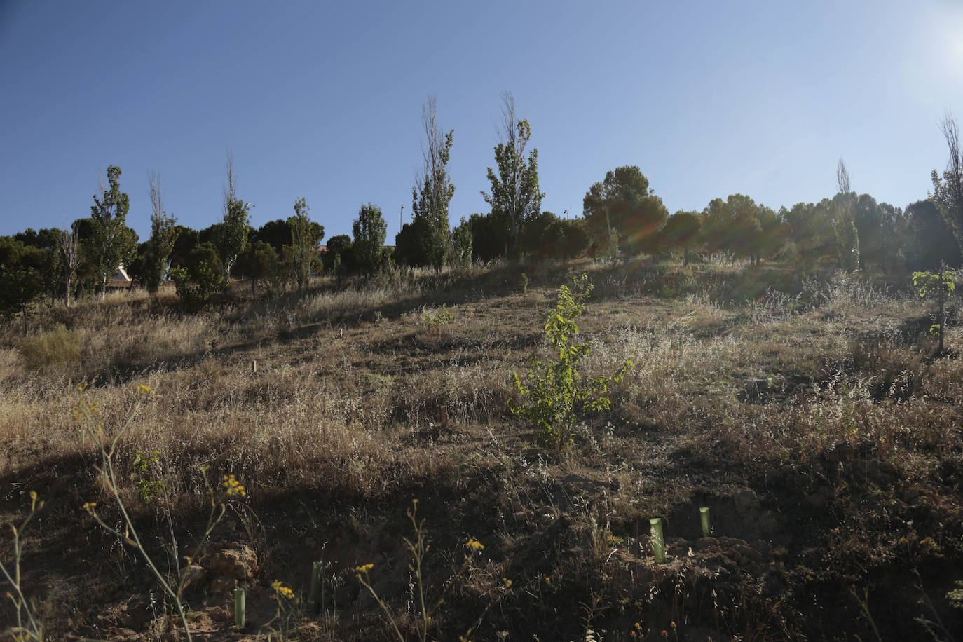 Al rescate de los árboles de El Zurguén