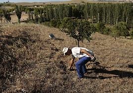Un voluntario junto a uno de los árboles platandos en El Zurguén.