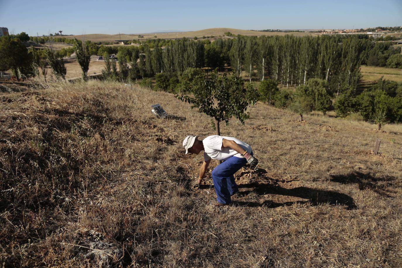 Al rescate de los árboles de El Zurguén